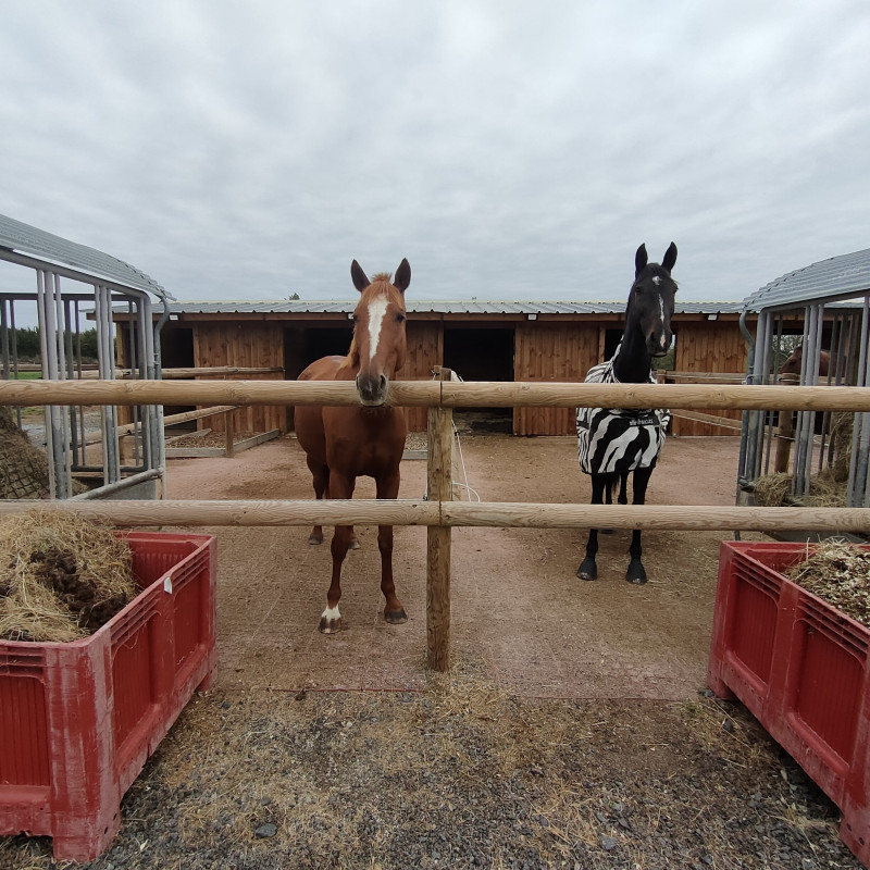 Haras du lieu blanc