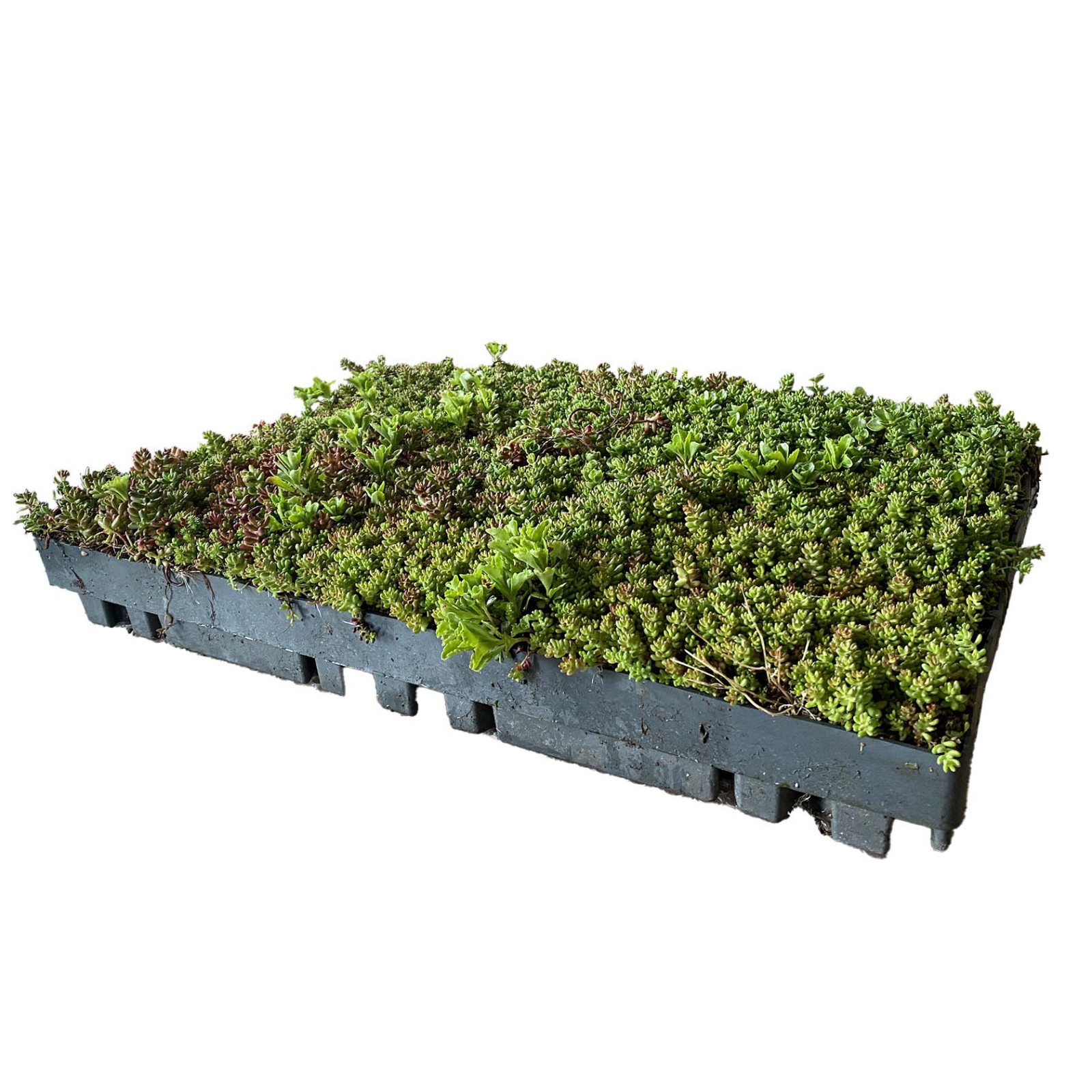 ECOSEDUM PACK LIGHT POUR LA VEGETALISATION DES TOITURES - ECOECURIE