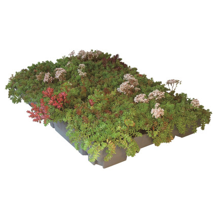 ECOSEDUM PACK