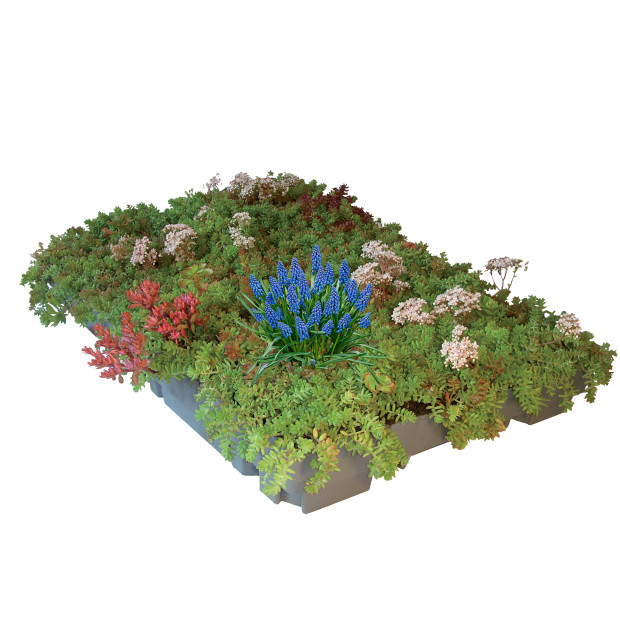 ECOSEDUM PACK BIODIVERSITE