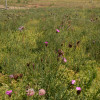 ECOSEDUM PACK BIODIVERSITE