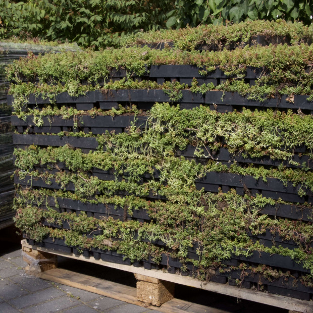 ECOSEDUM PACK