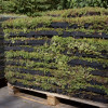 ECOSEDUM PACK