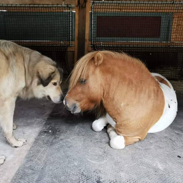 Le matelas mousse adopté par les poneys