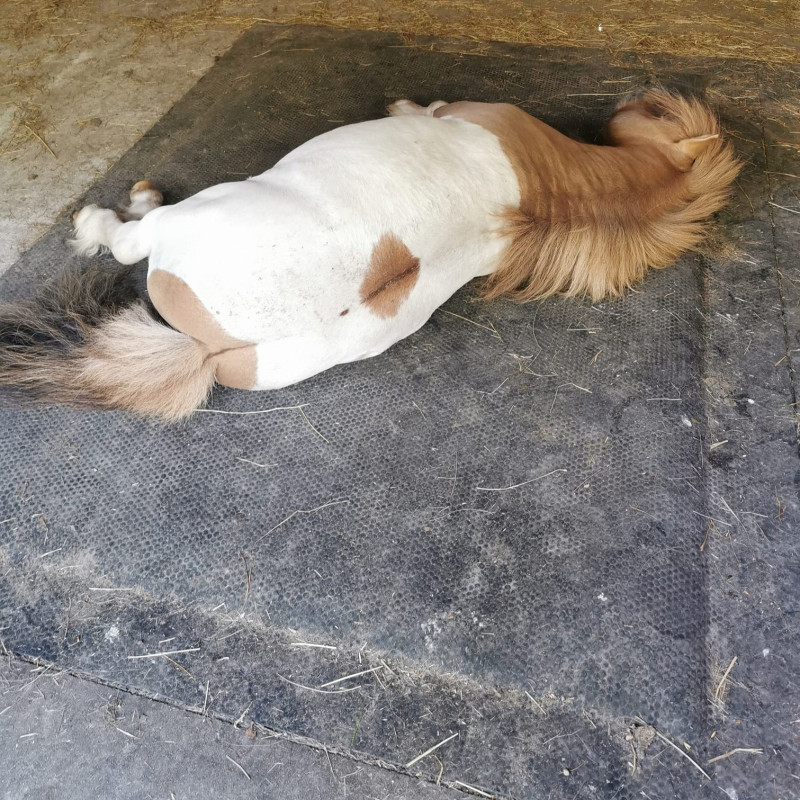 Le matelas mousse adopté par les poneys