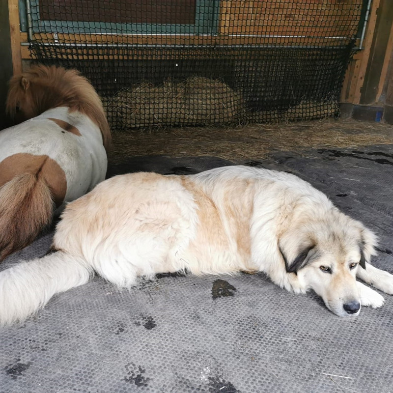 Le matelas mousse adopté par les poneys