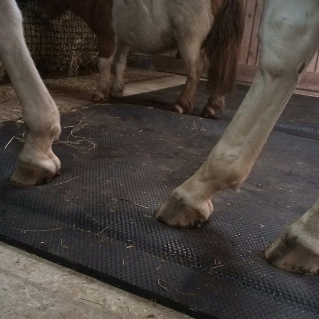 Le matelas mousse adopté par les poneys