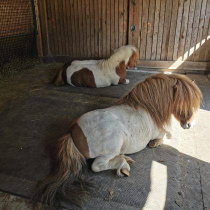 Le matelas mousse adopté par les poneys