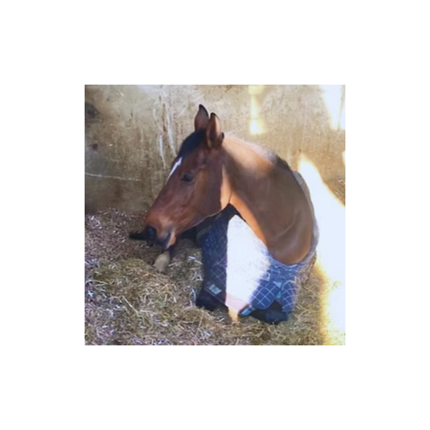 Litière copeaux de carton recyclé pour chevaux