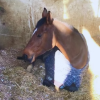 Litière copeaux de carton recyclé pour chevaux