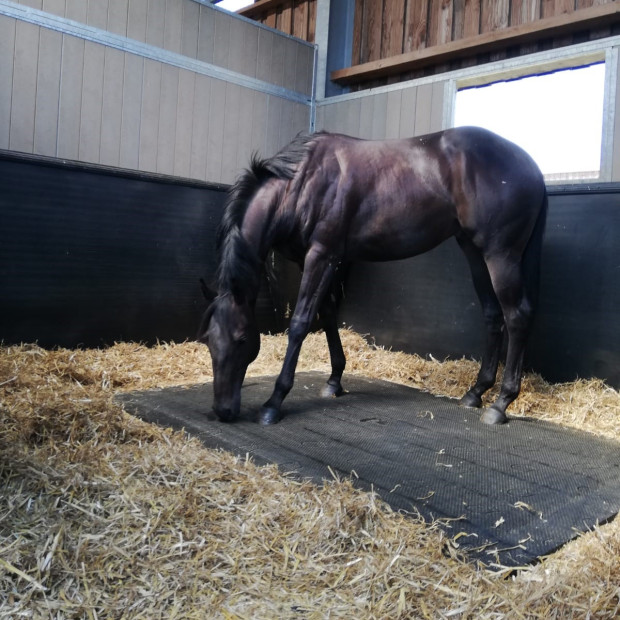 Matelas de box ECOSLEEP