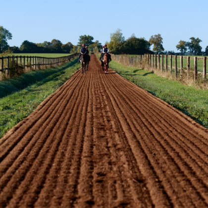 Copeaux de bois pour sol équestre - ECOWOOD GROUND