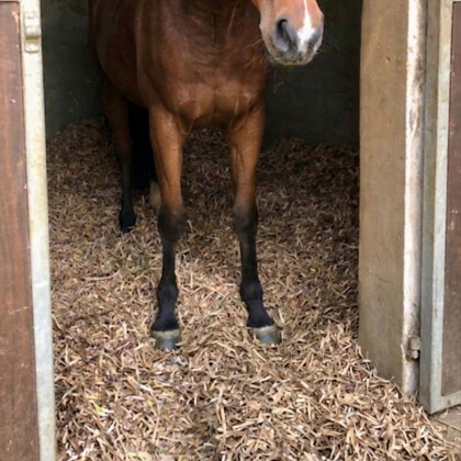 Litière copeaux de carton recyclé pour chevaux