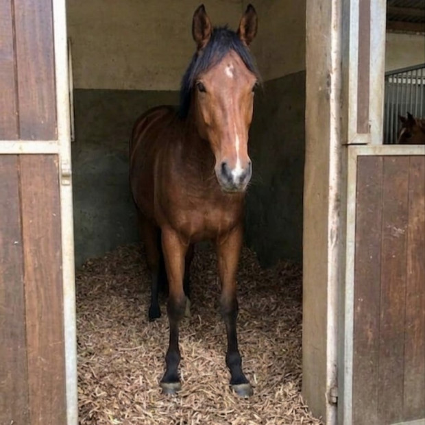 Litière copeaux de carton recyclé pour chevaux