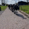 Dalle pour paddock ECORASTER TP40