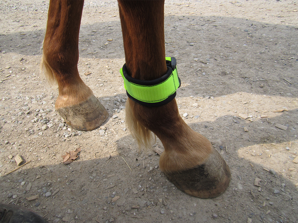 Le bracelet transmetteur