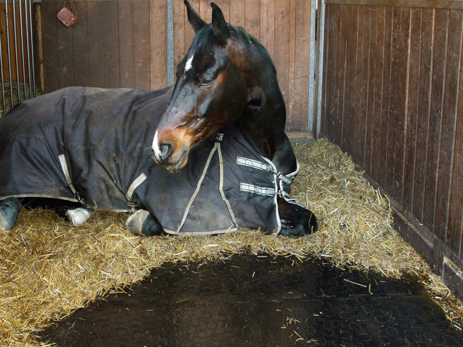 Le tapis en caoutchouc pour chevaux : est-ce une bonne solution ?