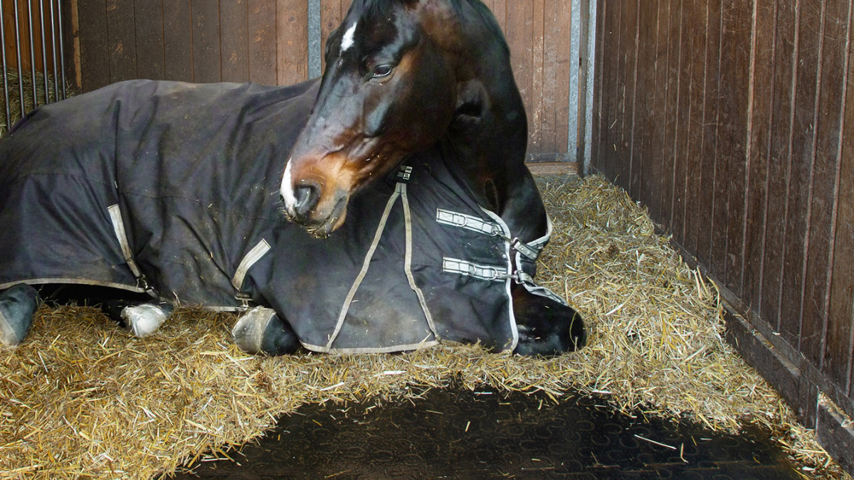 Le tapis en caoutchouc pour chevaux : est-ce une bonne solution ?