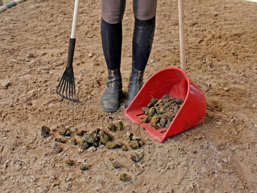 sol cheval : ramassage du crottin