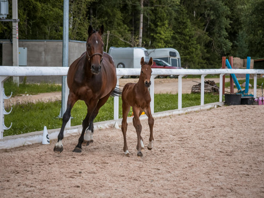 Carrière pour chevaux : EV2, Perméabilité K et SiO2 — Le guide de l'ingénierie durable