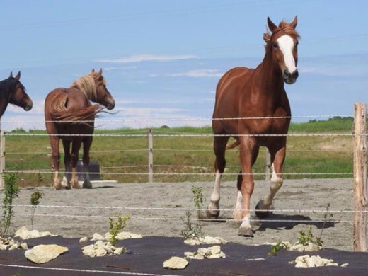 Les critères d’évaluation du bien-être de son cheval