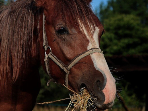 Bien nourrir son cheval