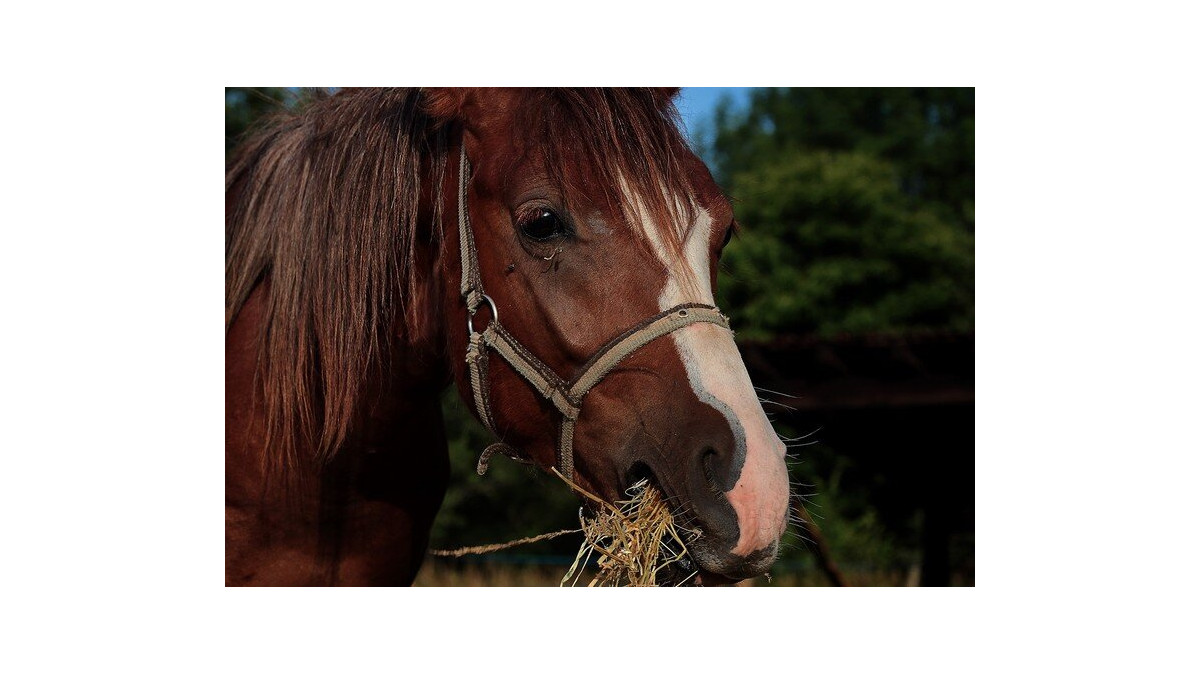 Bien nourrir son cheval