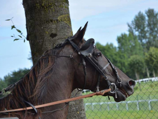 Cheval stressé : et s'il n'y avait pas que de la douleur ?