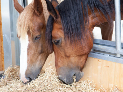 Glossaire équestre : le bien-être du cheval