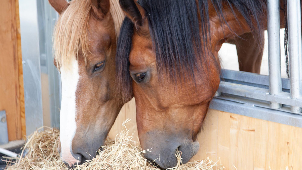 Glossaire équestre : le bien-être du cheval