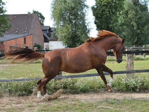 Confort du cheval : 6 solutions-clés pour l’améliorer