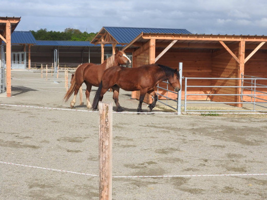 Cheval dominant-dominé en écurie active : pas plus compliqué qu'ailleurs, au contraire