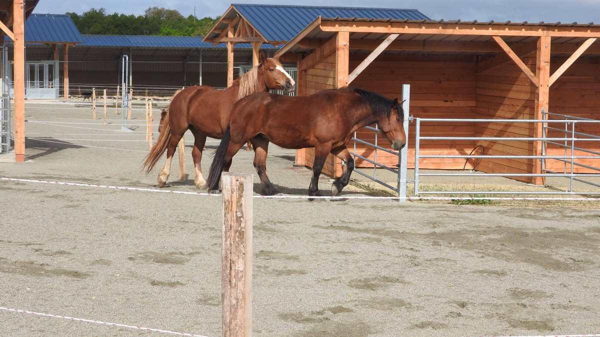 Cheval dominant-dominé en écurie active : pas plus compliqué qu'ailleurs, au contraire