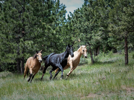 Ecurie active : le concept qui révèle la vraie nature du cheval