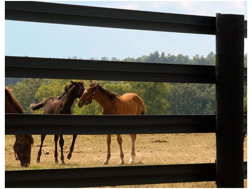 Comment bien clôturer vos écuries peut améliorer le bien-être du cheval et le vôtre