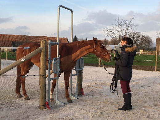 Le paradoxe de l'écurie active : la liberté du cheval favorise sa domestication