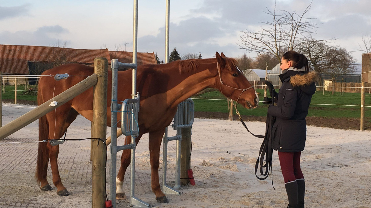 Le paradoxe de l'écurie active : la liberté du cheval favorise sa domestication