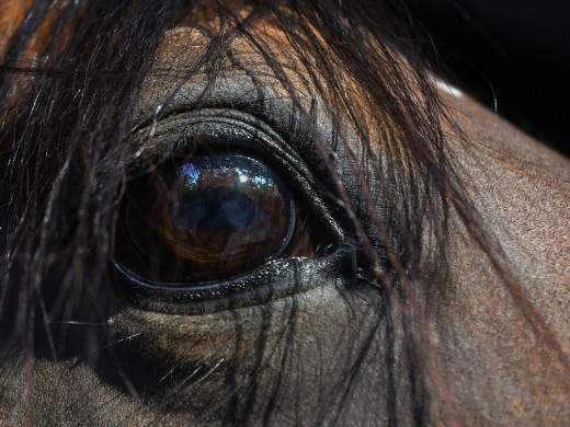 La carrière vue du cheval : la vôtre a-t-elle ce qu'il faut ?