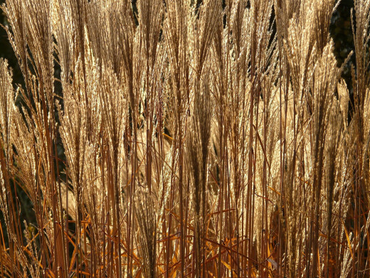 Pourquoi les chevaux adorent-ils la litière de miscanthus ?