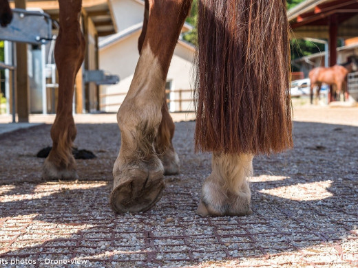 Quelles dalles de stabilisation vous faut-il pour vos chevaux ?