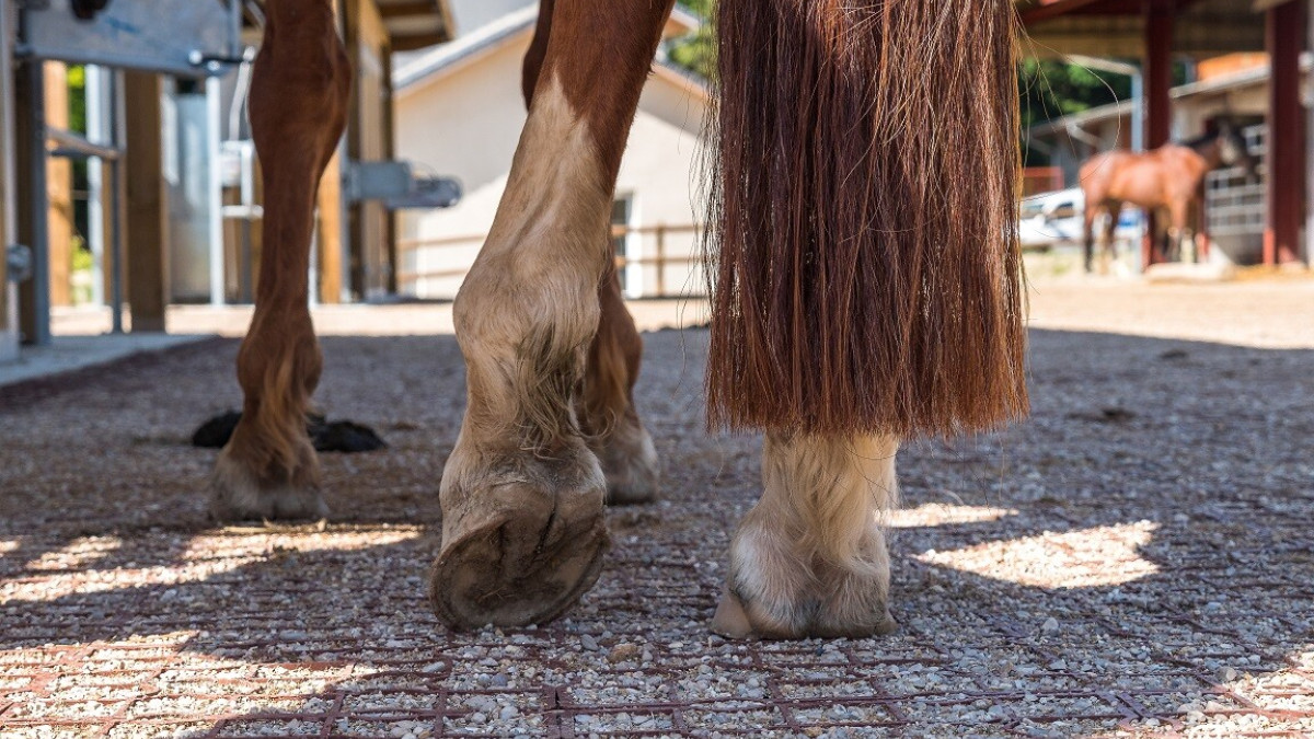 Quelles dalles de stabilisation vous faut-il pour vos chevaux ?