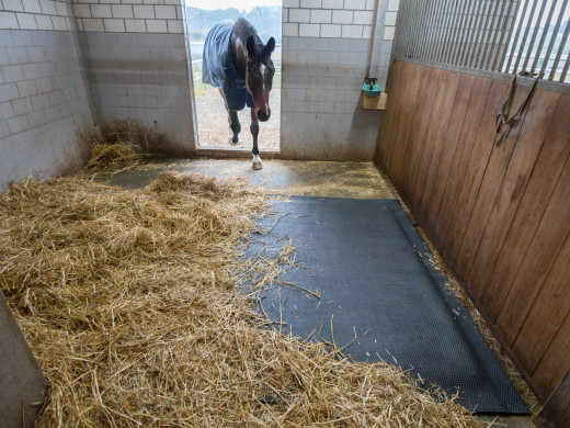 Comment économiser plus de 50% sur son budget litière cheval ?