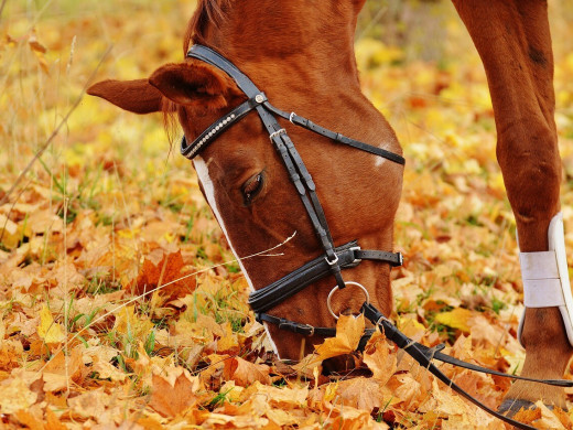 Alimentation chevaux : 10 règles à suivre pour qu’ils se sentent bien