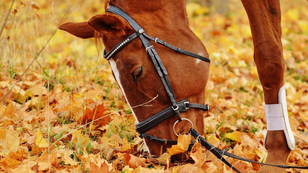 Alimentation chevaux : 10 règles à suivre pour qu’ils se sentent bien