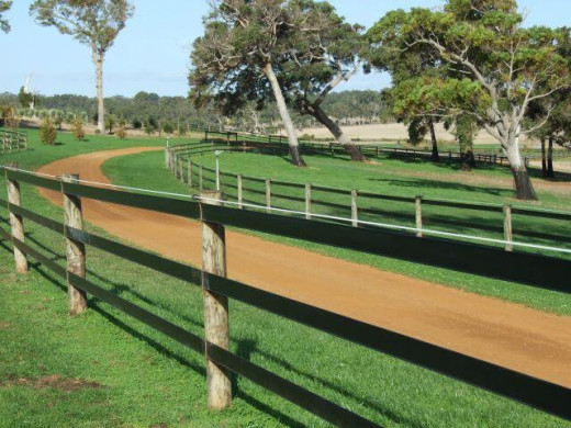 Ce type de clôture pour chevaux qui garantit leur bien-être