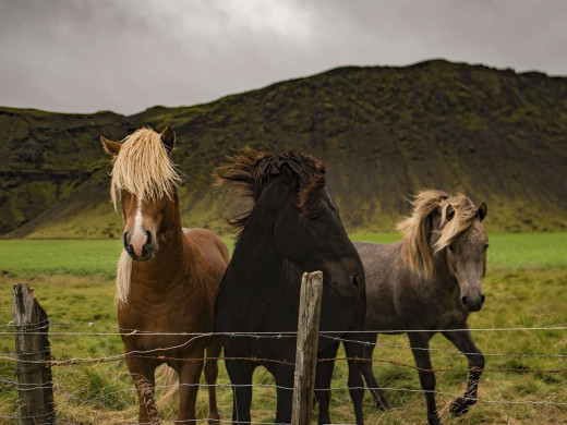 Barrière cheval et clôture : comment penser comme un cheval