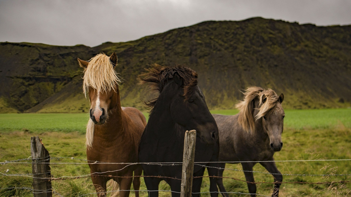 Barrière cheval et clôture : comment penser comme un cheval