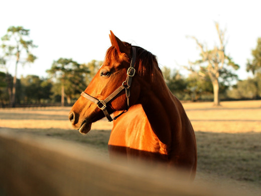 Clôture chevaux : qu’en perçoivent vraiment vos chevaux ?