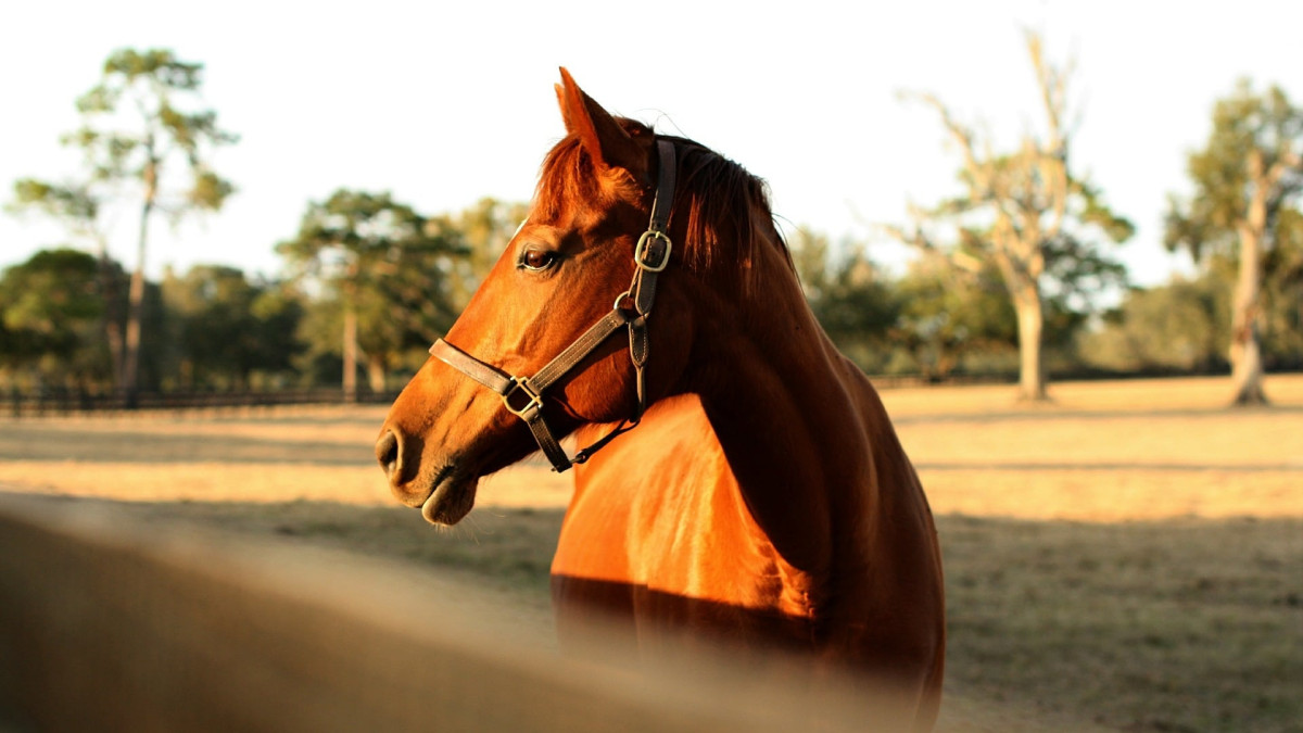 Clôture chevaux : qu’en perçoivent vraiment vos chevaux ?