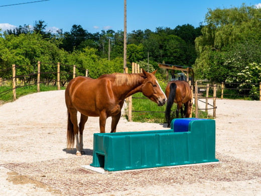 Abreuvoirs pour chevaux : 3 conseils pour leur bien-être